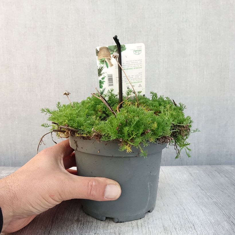 Amostra de Chamaemelum nobile Flore Pleno Pot de 1,5L/2L tal como entregue no outono