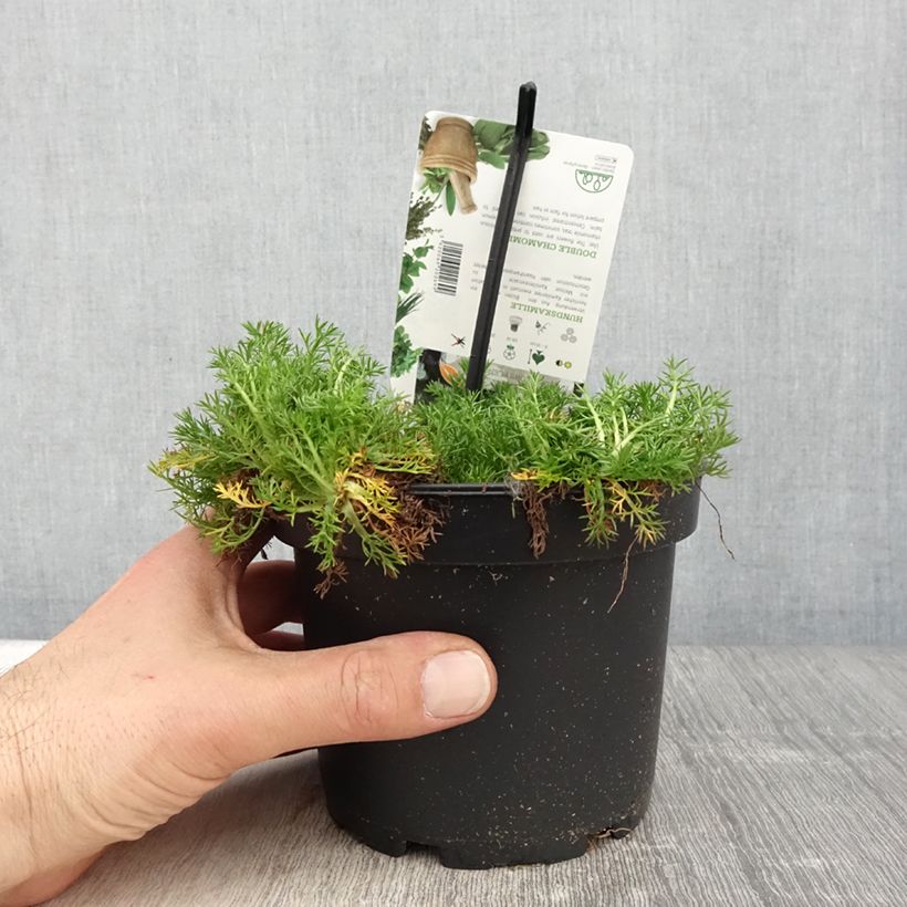 Amostra de Camomila-romana Flore Pleno - Chamaemelum nobile Vaso de 1,5 L/2 L tal como entregue na primavera