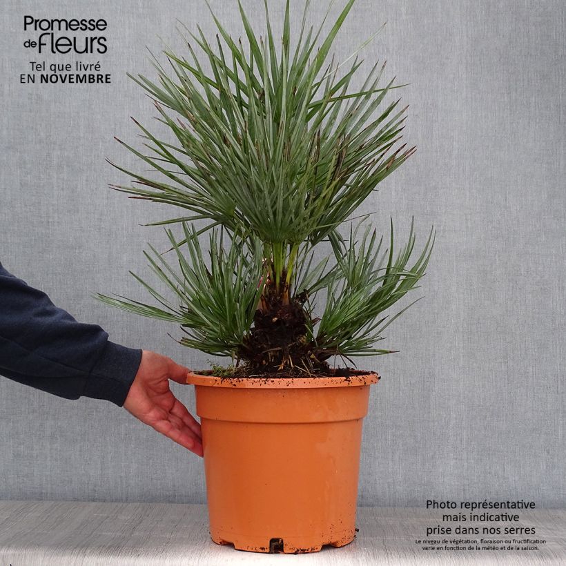 Amostra de Chamaerops humilis var. cerifera Vaso de 7,5 L/10 L tal como entregue no outono