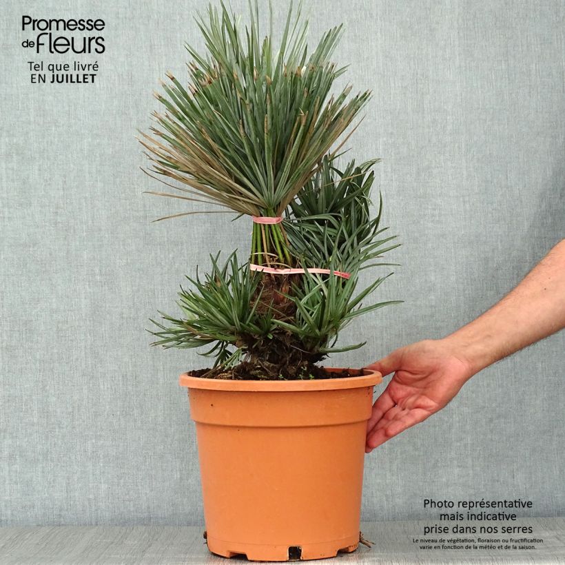 Amostra de Chamaerops humilis var. cerifera Vaso de 7,5 L/10 L tal como entregue no verão