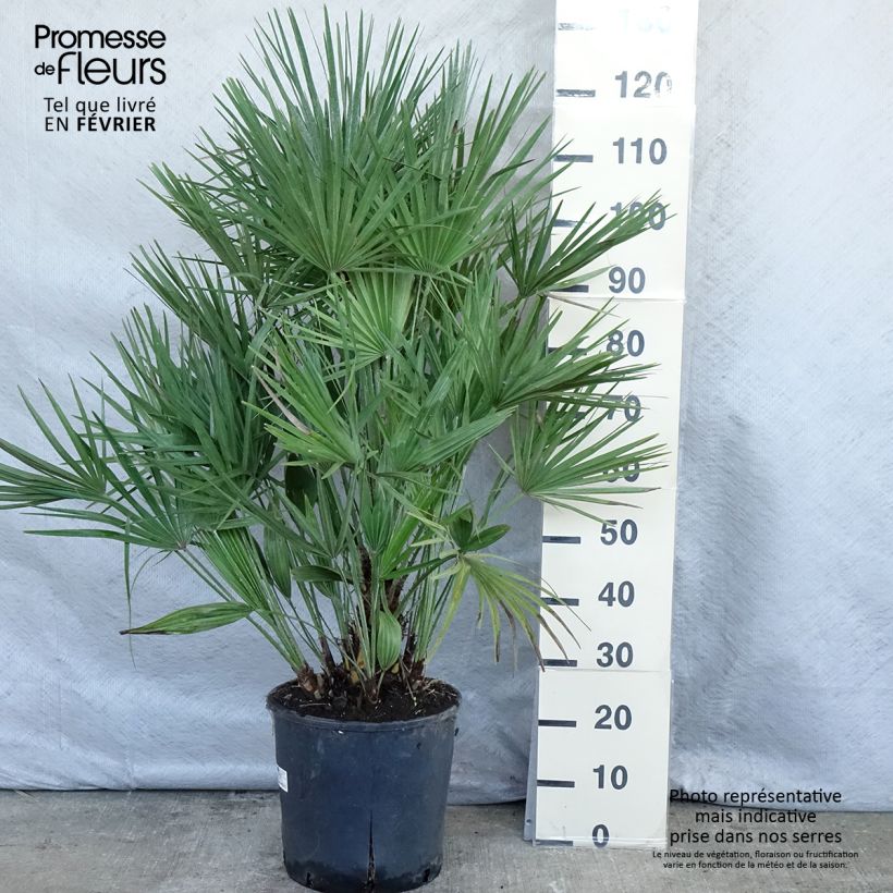 Amostra de Chamaerops humilis - Palmier nain Vaso de 12 L/15 L tal como entregue no inverno