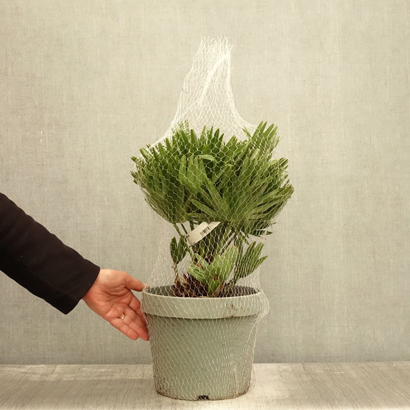 Amostra de Chamaerops humilis Vulcano Vaso de 4 L/5 L tal como entregue no outono