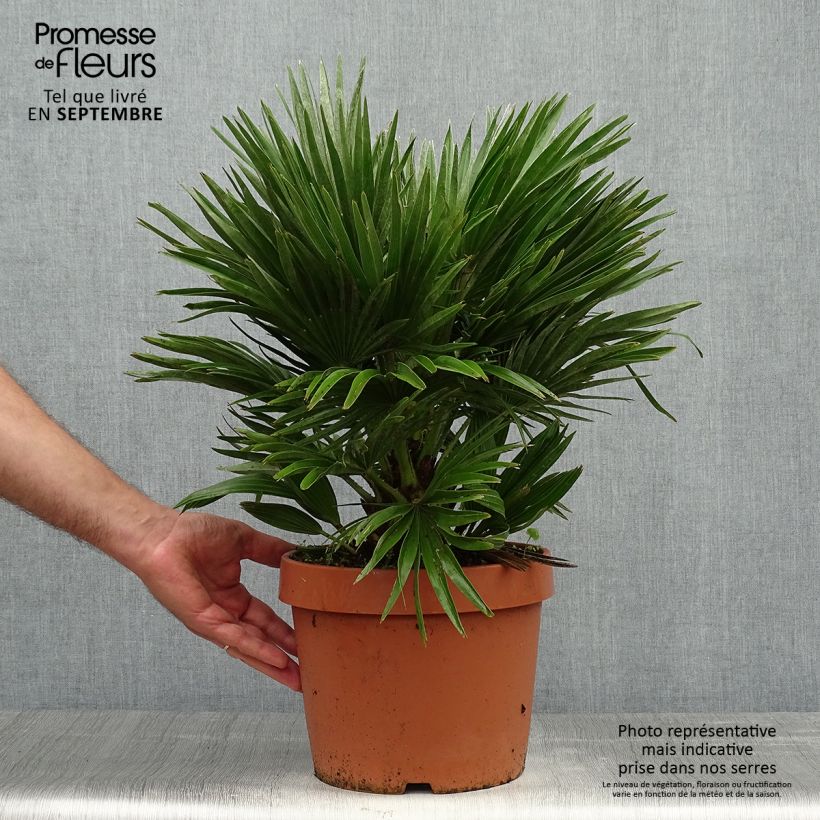 Amostra de Chamaerops humilis Vulcano Vaso de 6 L/7 L tal como entregue no outono