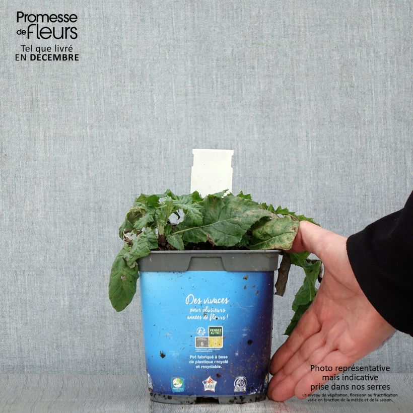 Amostra de Cardo-azul - Echinops ritro Vaso de 2 L/3 L tal como entregue no outono
