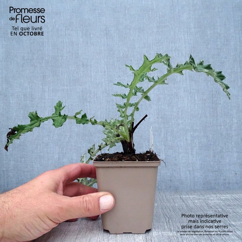 Amostra de Cardo-bola Arctic Glow - Echinops sphaerocephalus Vaso de 8/9 cm tal como entregue no outono