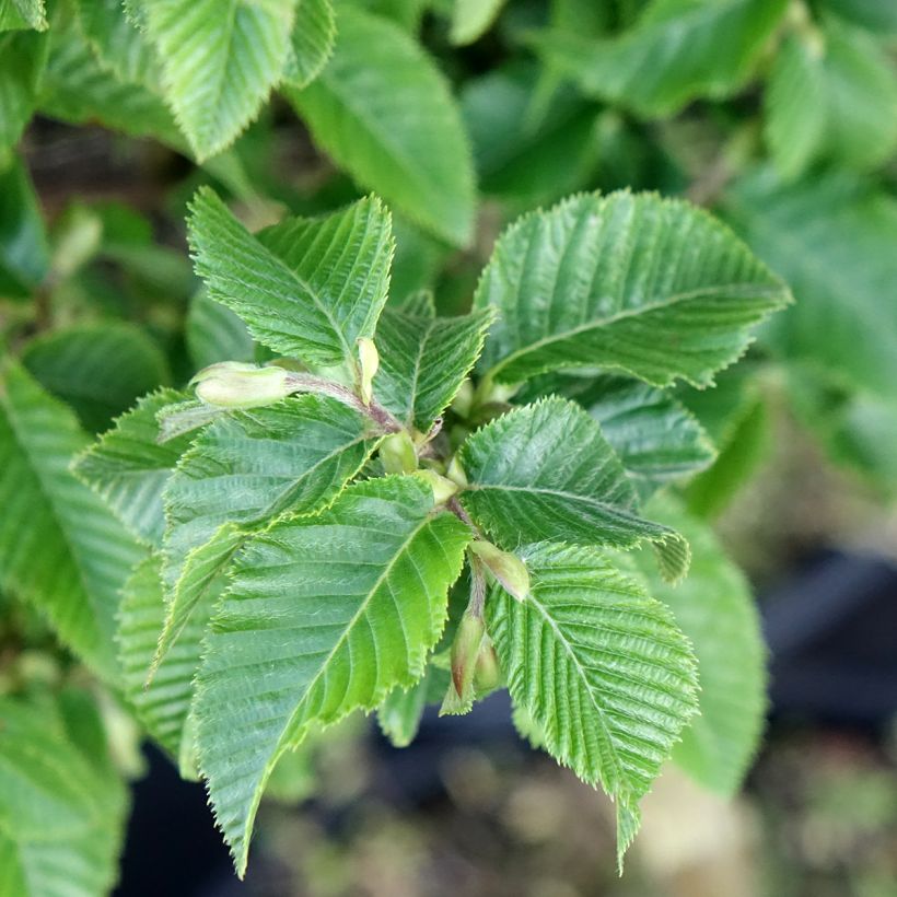 Ostrya carpinifolia Marja Findling (Folhagem)
