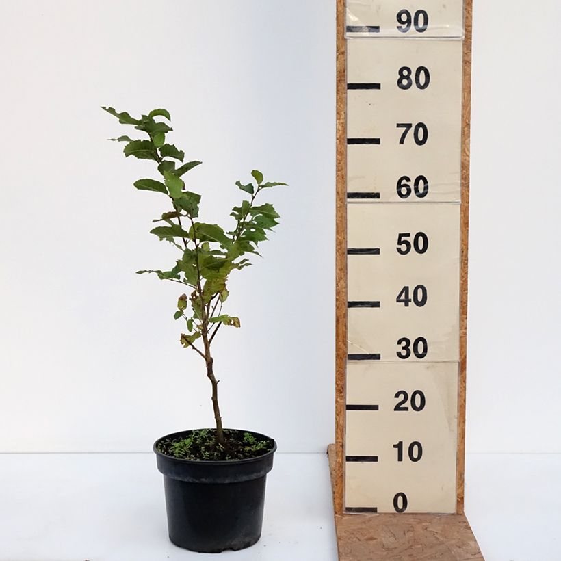 Amostra de Charme houblon - Ostrya carpinifolia Marja Findling Pot de 4L/5L tal como entregue no outono