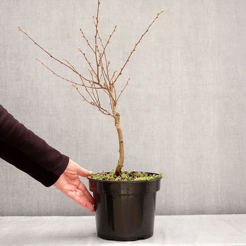 Amostra de Ostrya carpinifolia Marja Findling Vaso de 4 L/5 L tal como entregue no inverno