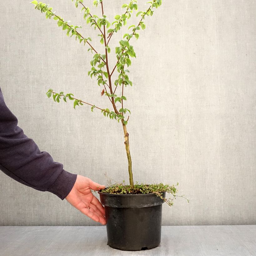 Amostra de Ostrya carpinifolia Marja Findling Vaso de 4 L/5 L tal como entregue na primavera