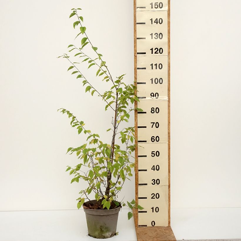 Amostra de Ostrya carpinifolia Vaso de 7,5 L/10 L tal como entregue no outono