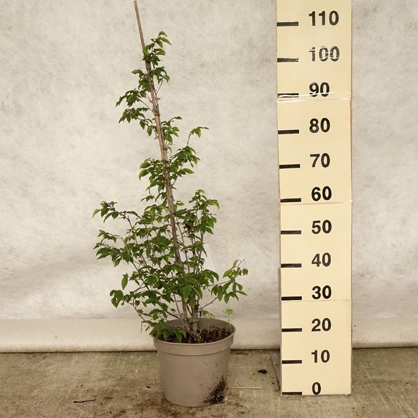 Amostra de Ostrya carpinifolia Vaso de 7,5 L/10 L tal como entregue no verão