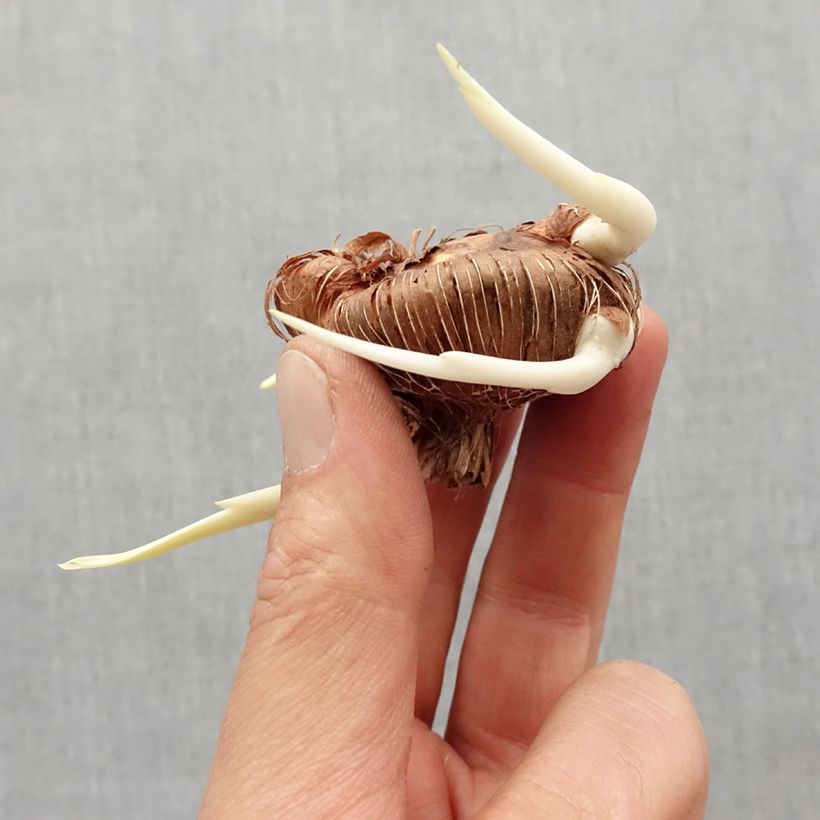 Amostra de Chasmanthe floribunda Bulbo size I tal como entregue na primavera