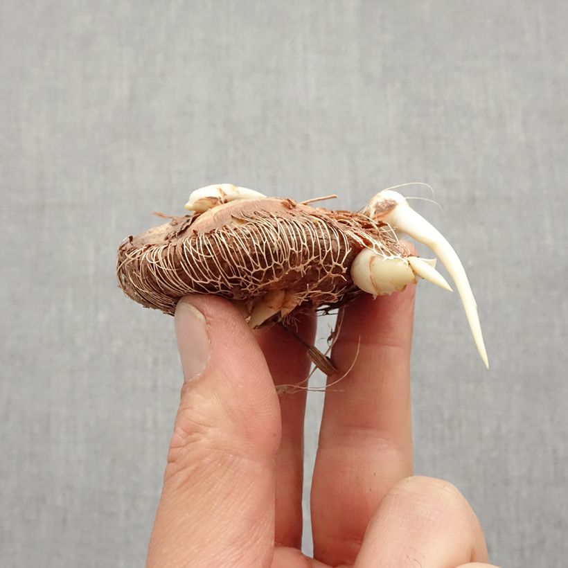 Amostra de Chasmanthe floribunda Saturnus Bulbo size 14+ tal como entregue na primavera