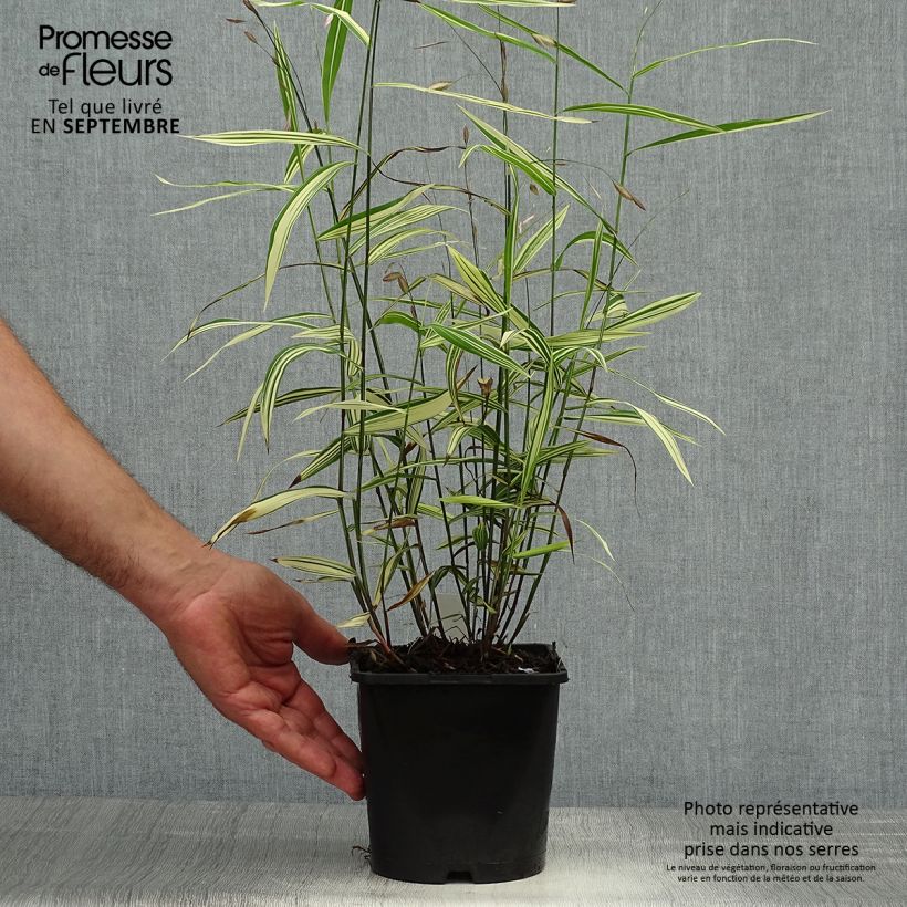 Amostra de Chasmanthium latifolium River Mist - Uniola latifolia Vaso de 2 L/3 L tal como entregue no outono