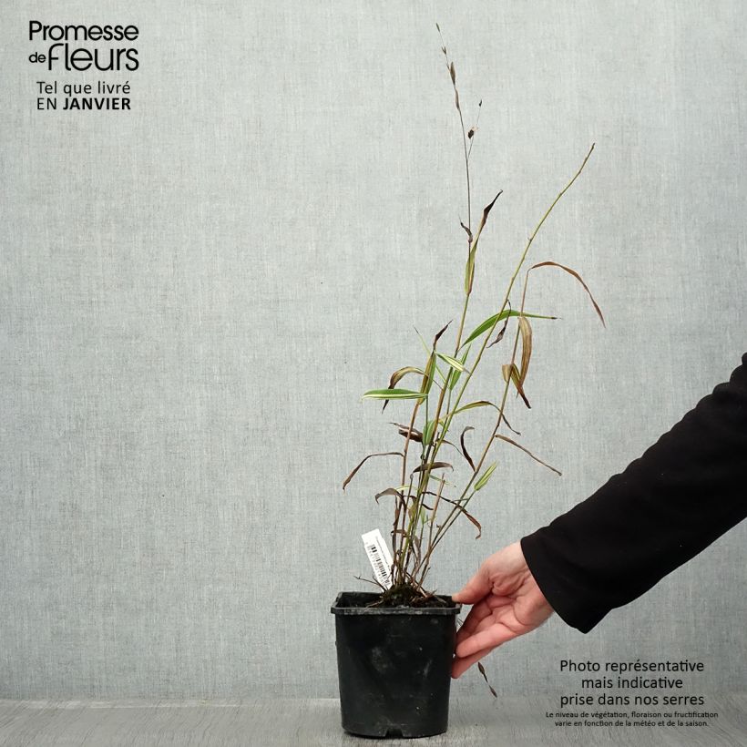 Amostra de Chasmanthium latifolium River Mist - Uniola latifolia Vaso de 2 L/3 L tal como entregue no inverno