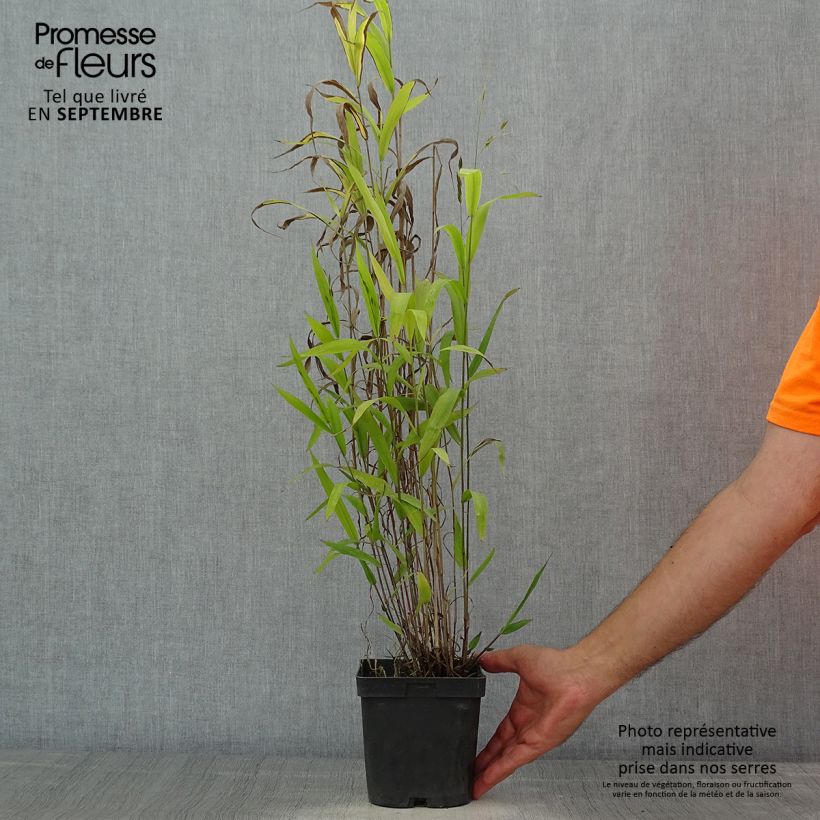 Amostra de Chasmanthium latifolium Vaso de 2 L/3 L tal como entregue no verão