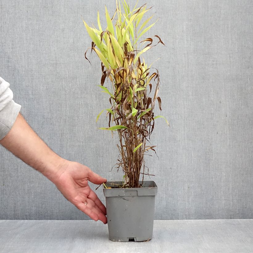 Amostra de Chasmanthium latifolium Vaso de 2 L/3 L tal como entregue no outono