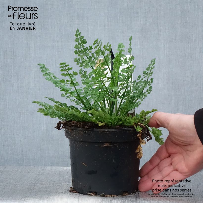 Amostra de Chataigne de terre - Bunium bulbocastanum Pot de 1,5L/2L tal como entregue no inverno