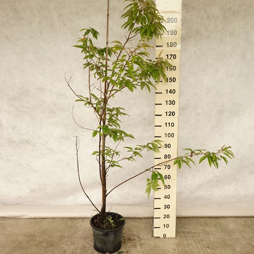Amostra de Castanheiro Marigoule - Castanea sativa Vaso de 7,5 L/10 L, Brasão tal como entregue no verão