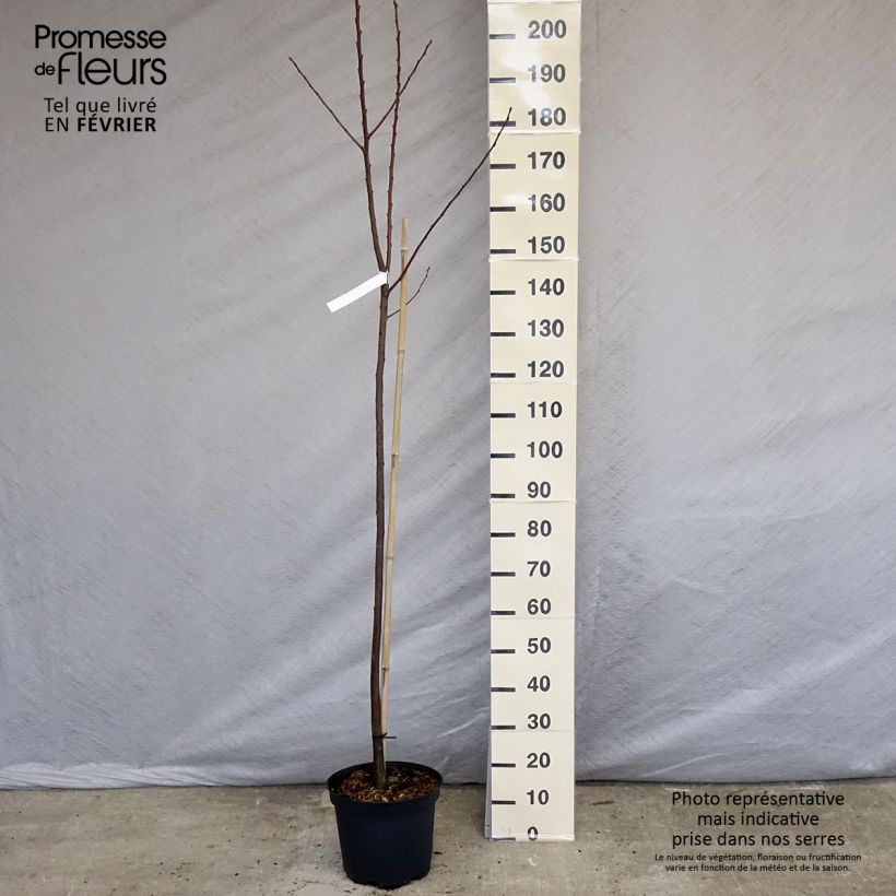 Amostra de Châtaignier Marigoule - Castanea sativa Vaso de 7,5 L/10 L, Brasão tal como entregue no inverno