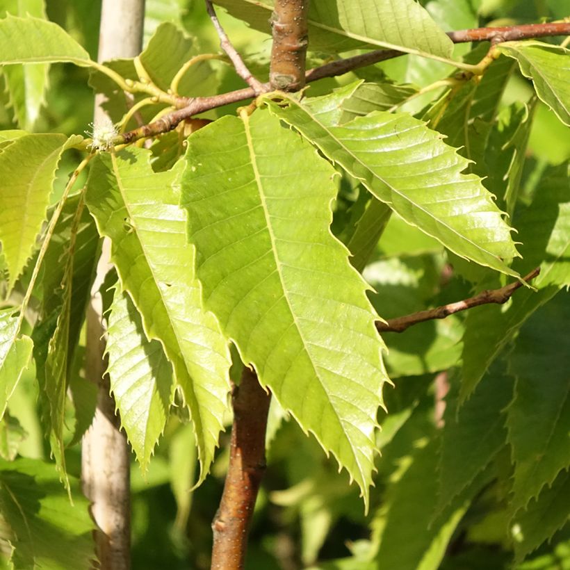 Castanheiro Marigoule - Castanea sativa (Folhagem)