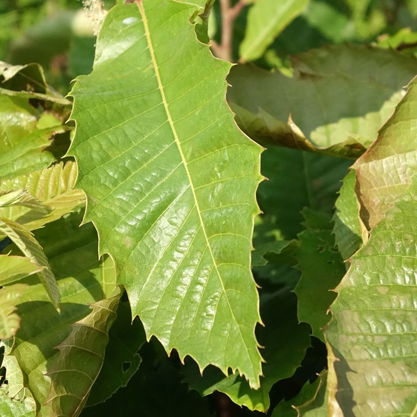 Castanheiro Marsol in vitro - Castanea sativa (Folhagem)