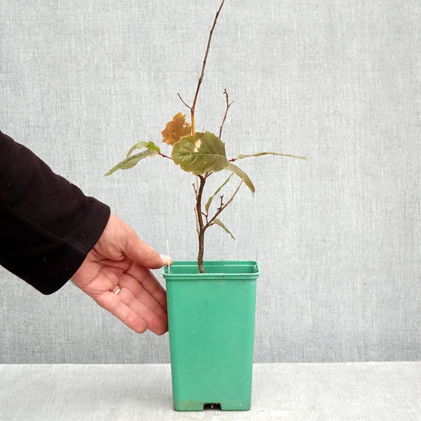 Amostra de Castanheiro Marsol in vitro - Castanea sativa Vaso de 2 L/3 L tal como entregue no outono