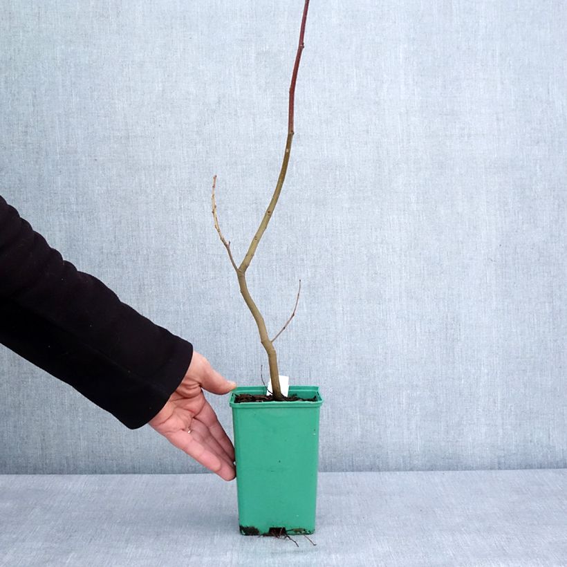 Amostra de Châtaignier Marsol (In Vitro) - Castanea sativa Vaso de 10 cm/11 cm tal como entregue no inverno