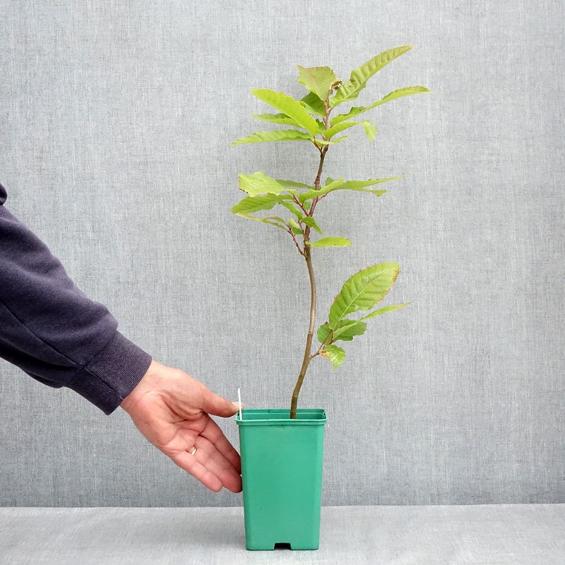 Amostra de Castanheiro Marsol in vitro - Castanea sativa Vaso de 2 L/3 L tal como entregue na primavera