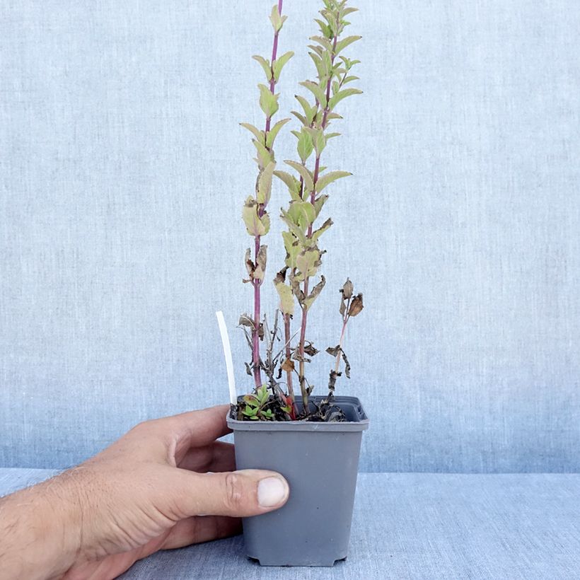 Amostra de Nepeta nuda Anne's Choice Vaso de 8/9 cm tal como entregue no verão