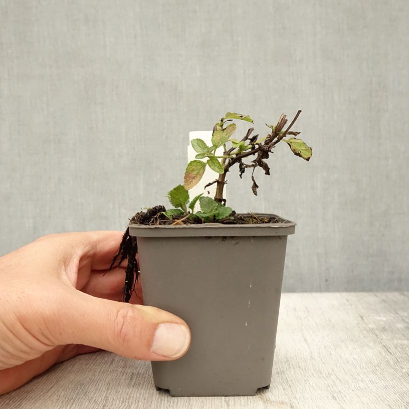 Amostra de Nepeta nuda Anne's Choice Vaso de 8/9 cm tal como entregue no outono