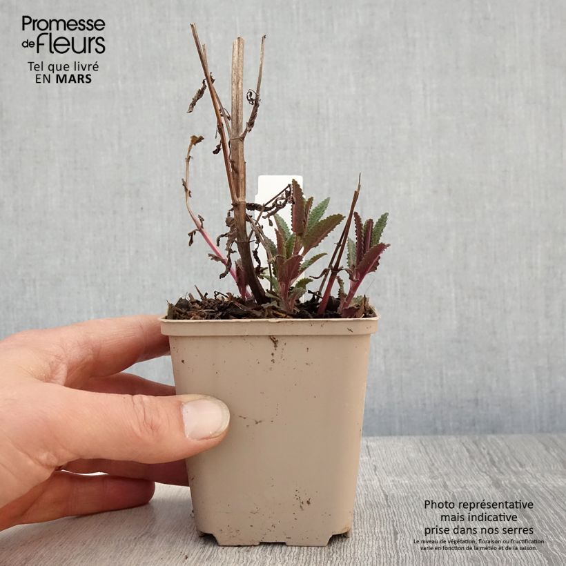 Amostra de Nepeta nuda Anne's Choice Vaso de 8/9 cm tal como entregue na primavera