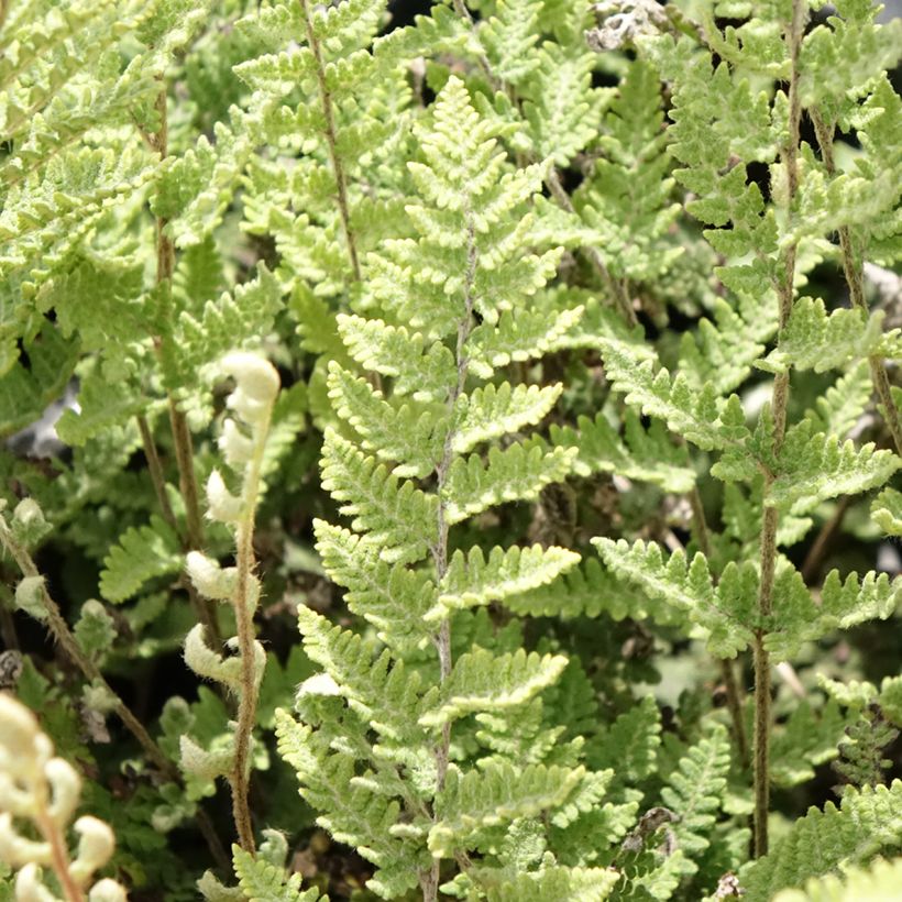 Cheilanthes lanosa Cimbra (Folhagem)