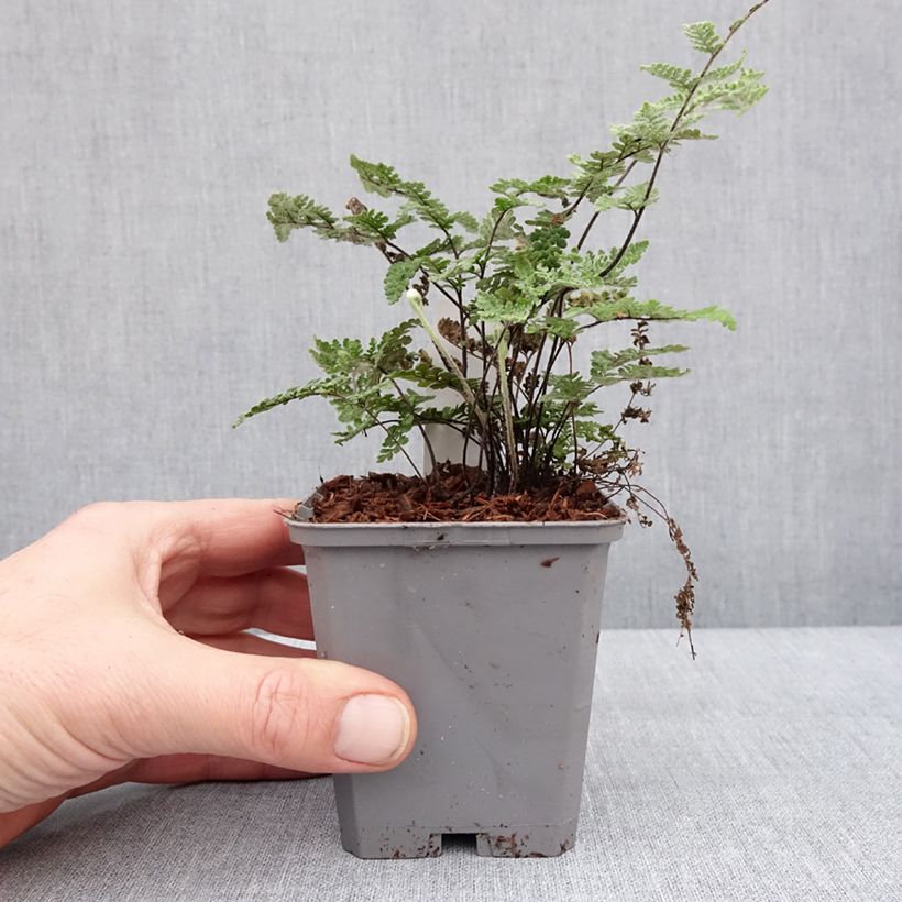 Amostra de Cheilanthes lanosa Cimbra Vaso de 8/9 cm tal como entregue no inverno