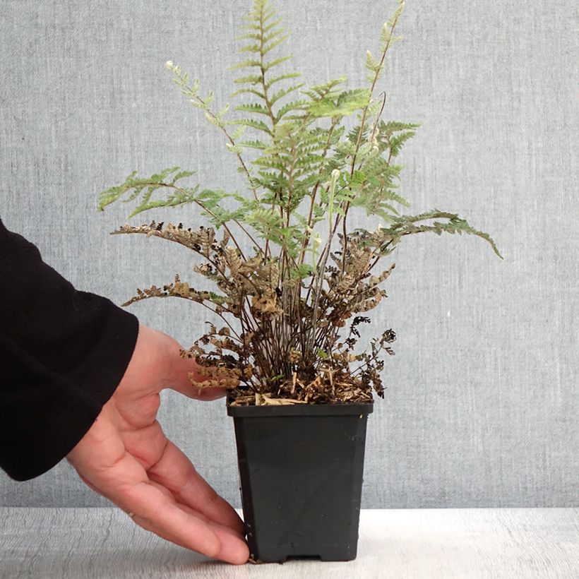 Amostra de Cheilanthes lanosa Cimbra Vaso de 8/9 cm tal como entregue na primavera