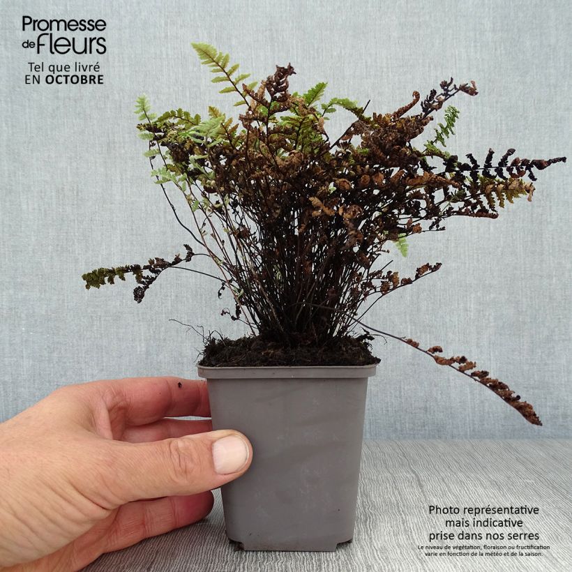 Amostra de Cheilanthes lanosa Vaso de 8/9 cm tal como entregue no outono
