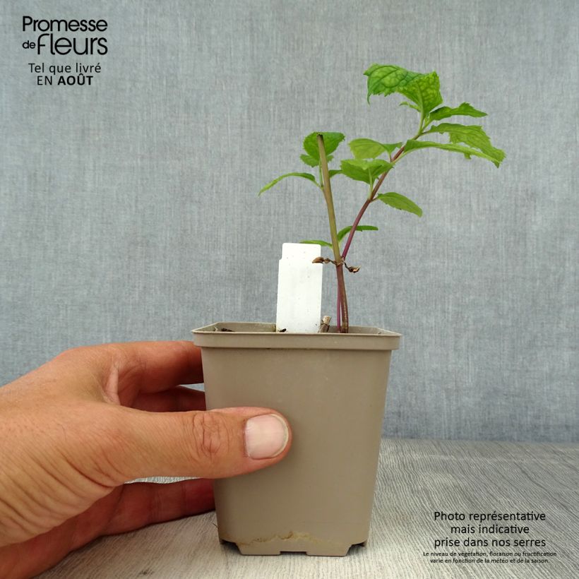 Amostra de Chelone lyonii Hot Lips Vaso de 8/9 cm tal como entregue no verão