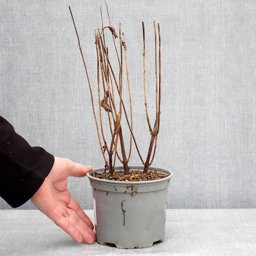 Amostra de Chelone obliqua - Galane oblique Vaso de 2 L/3 L tal como entregue no inverno