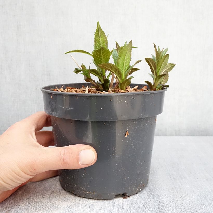 Amostra de Chelone obliqua Vaso de 2 L/3 L tal como entregue na primavera