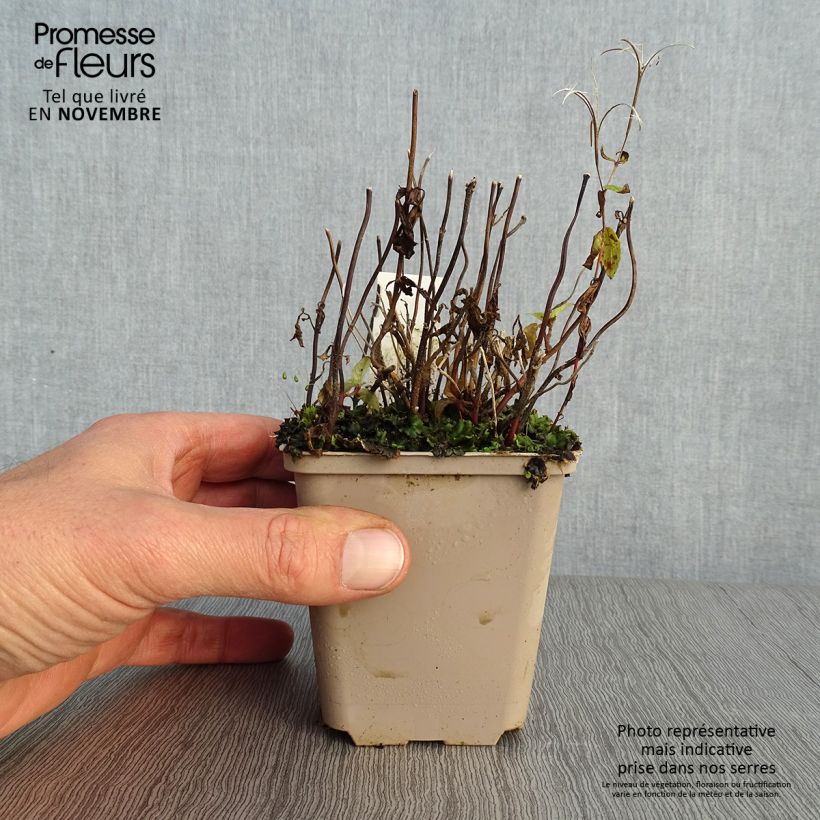 Amostra de Chelonopsis moschata Vaso de 8/9 cm tal como entregue no outono
