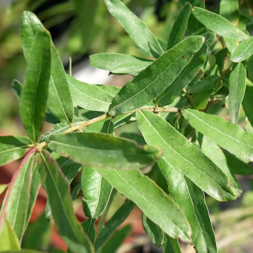 Carvalho-salgueiro - Quercus phellos (Folhagem)