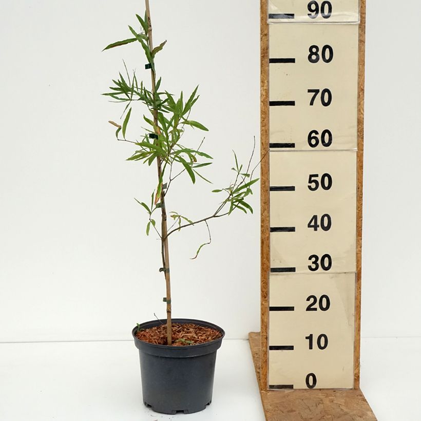 Amostra de Chêne à feuilles de saule - Quercus phellos Pot de 4L/5L tal como entregue no outono
