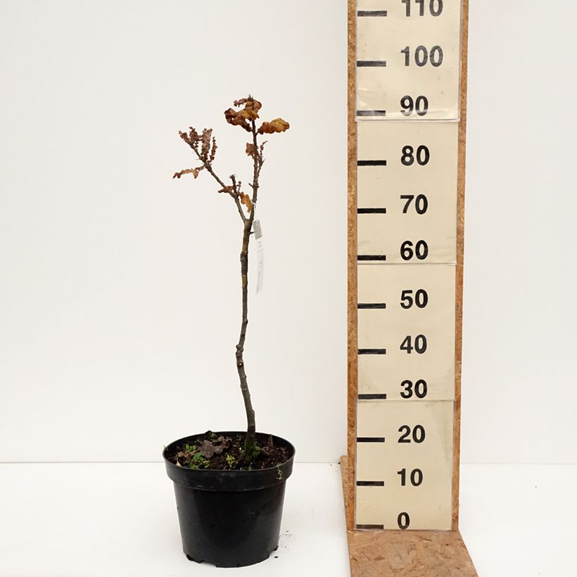 Amostra de Carvalho-da-Turquia Curly Head - Quercus cerris Vaso de 7,5 L/10 L tal como entregue no outono