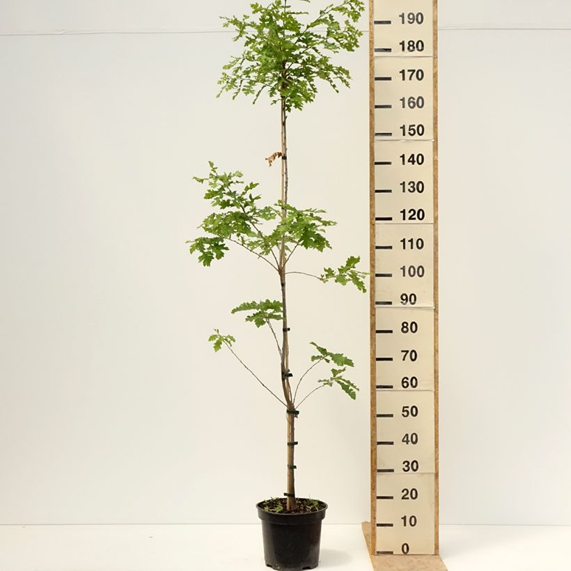 Amostra de Chêne chevelu ou chêne lombard Curly Head - Quercus cerris  Vaso de 7,5 L/10 L tal como entregue na primavera