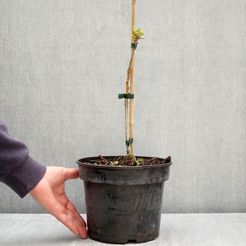 Amostra de Carvalho - Quercus aliena Vaso de 4 L/5 L tal como entregue na primavera