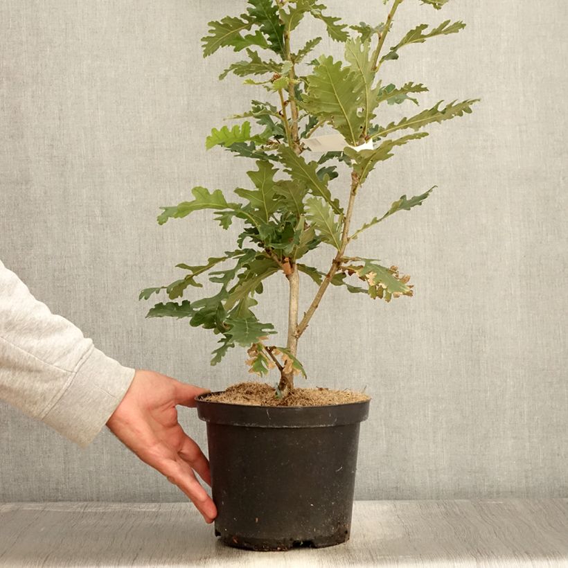Amostra de Carvalho-da-Hungria - Quercus frainetto Vaso de 4 L/5 L tal como entregue no outono