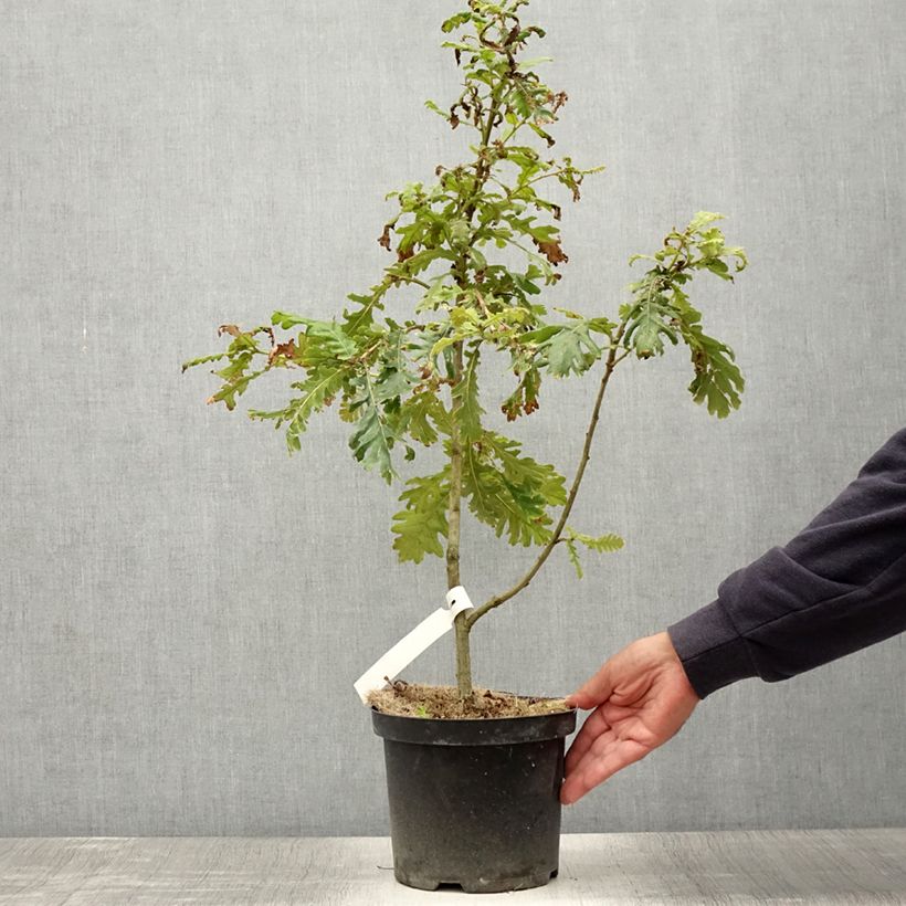 Amostra de Carvalho-da-Hungria - Quercus frainetto Vaso de 4 L/5 L tal como entregue no verão
