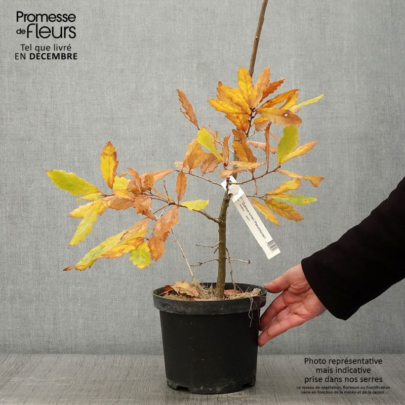 Amostra de Carvalho-de-Turner Spencer Turner - Quercus turneri var. pseudoturneri Vaso de 4 L/5 L tal como entregue no outono