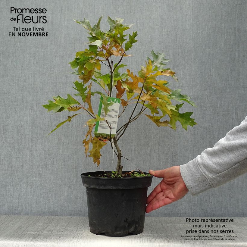 Amostra de Carvalho-dos-pântanos Isabel - Quercus palustris Vaso de 4 L/5 L tal como entregue no outono