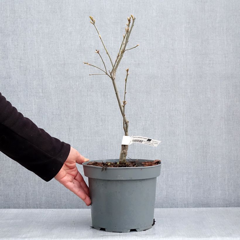 Amostra de Carvalho-dos-pântanos Isabel - Quercus palustris Vaso de 4 L/5 L tal como entregue na primavera